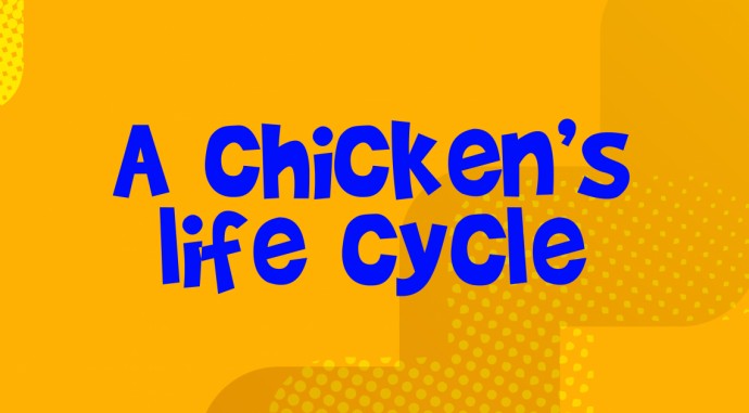 foto de A Chicken’s life cycle